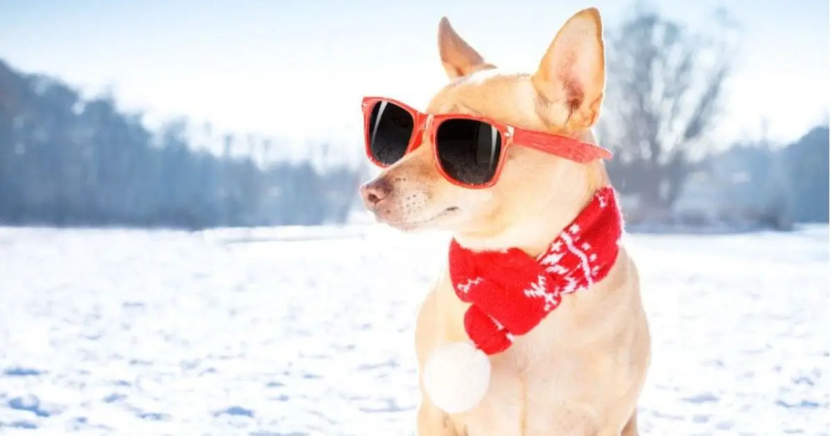 Take your pet to a cottage winter getaway travel with your dog to cottage this winter